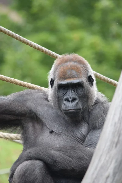 Gorilla. — Stock Photo, Image