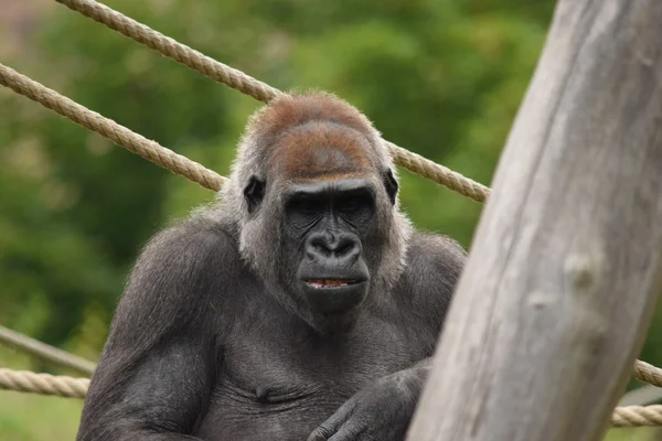 Gorilla. — Stock Photo, Image