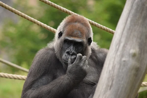 Gorila. — Stock fotografie