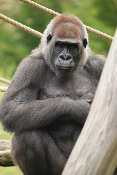 Gorilla. — Stock Photo, Image