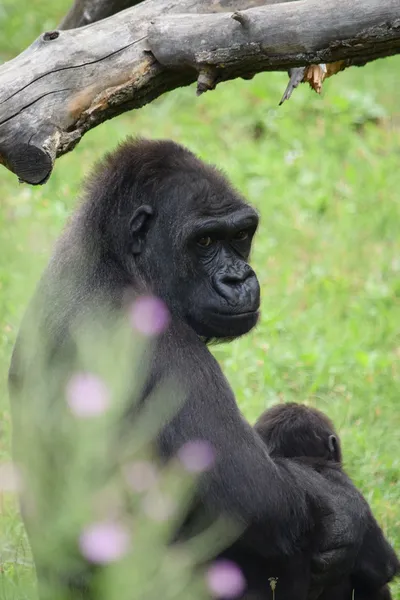 Goril. — Stok fotoğraf