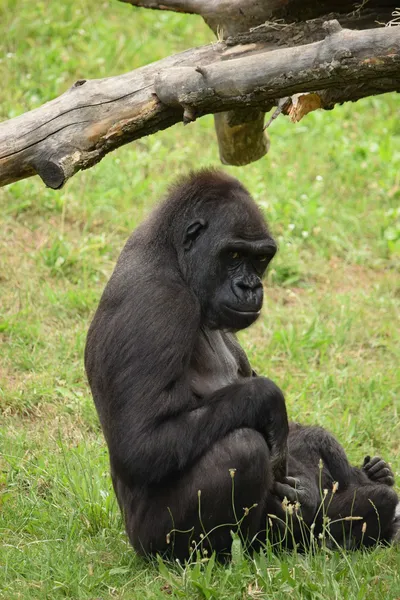 Gorilla. — Stockfoto