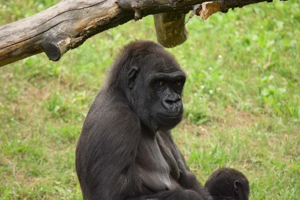 Gorila . —  Fotos de Stock