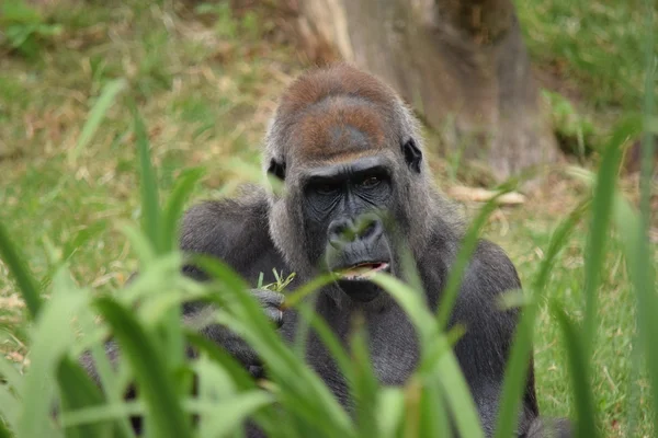 Gorilla. — Stockfoto