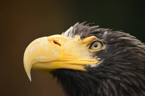 Adelaar. — Stockfoto