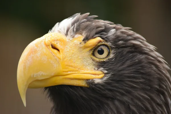 Eagle. — Stock Photo, Image
