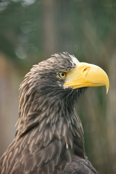 Águila. —  Fotos de Stock