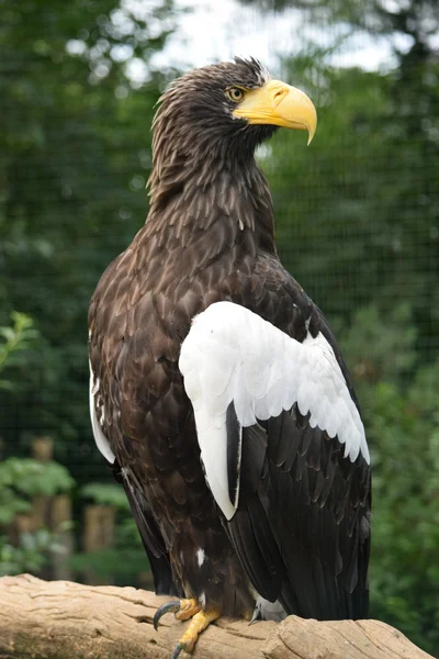 Aigle. — Photo