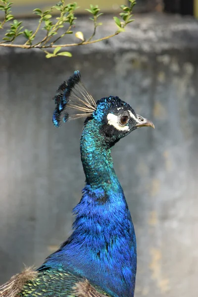 Peacock. — Stock Photo, Image