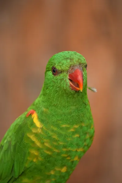 Papagei. — Stockfoto