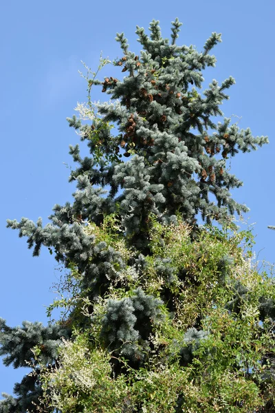 Árbol — Foto de Stock