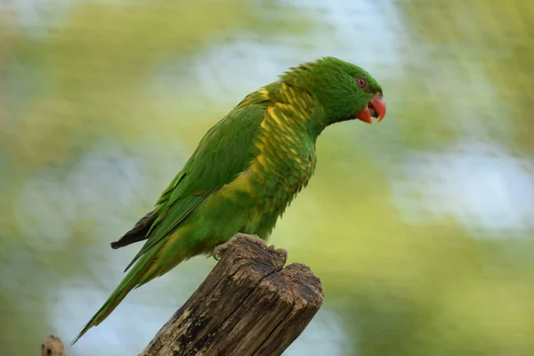 Papagaio. — Fotografia de Stock