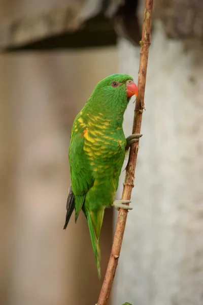 Papoušek. — Stock fotografie