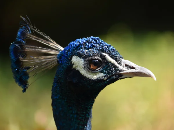 Pavo real. — Foto de Stock