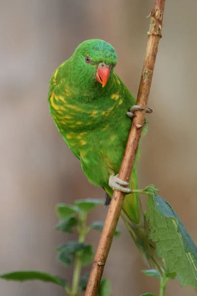 Papagei. — Stockfoto