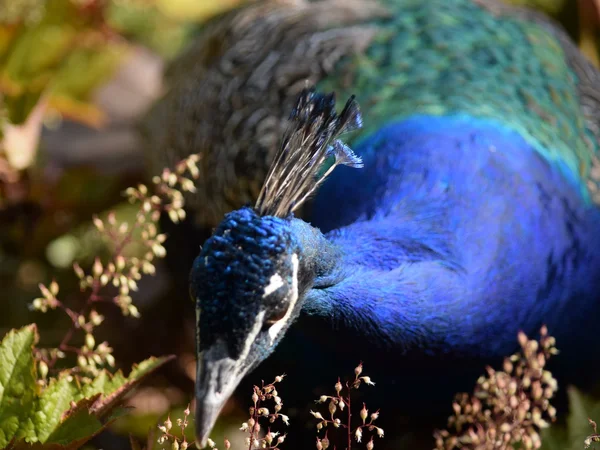 Pavão. — Fotografia de Stock