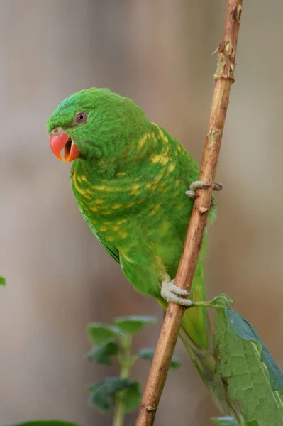 Papagei. — Stockfoto