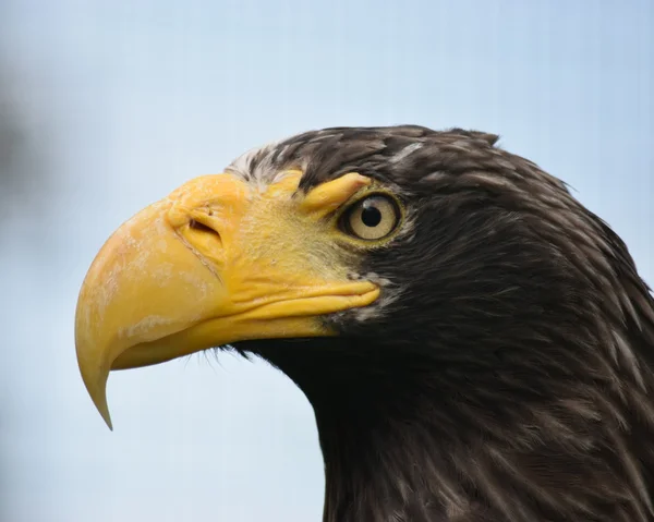 Adelaar. — Stockfoto