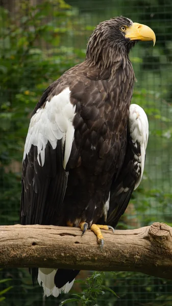 Kartal. — Stok fotoğraf