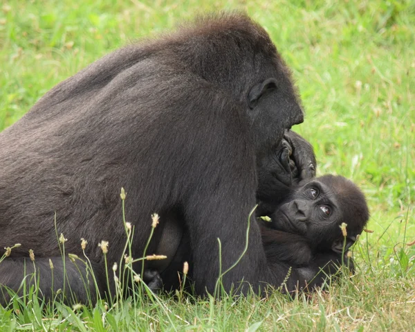 Gorilla. — Stockfoto