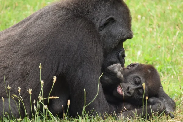 Gorilla. — Stockfoto