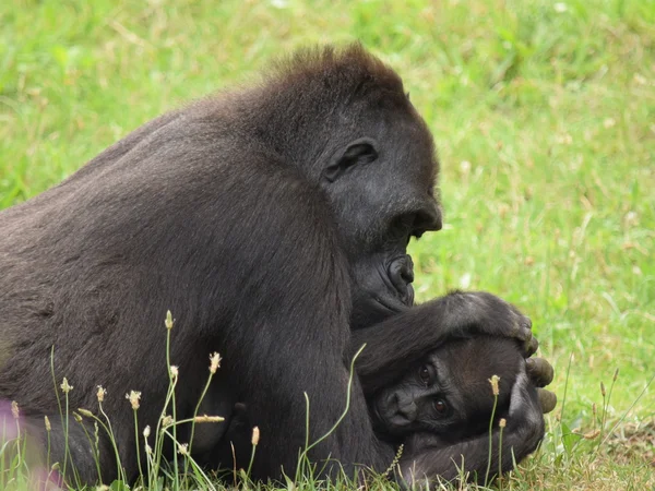 Gorilla. — Stockfoto