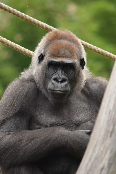 Gorila . —  Fotos de Stock