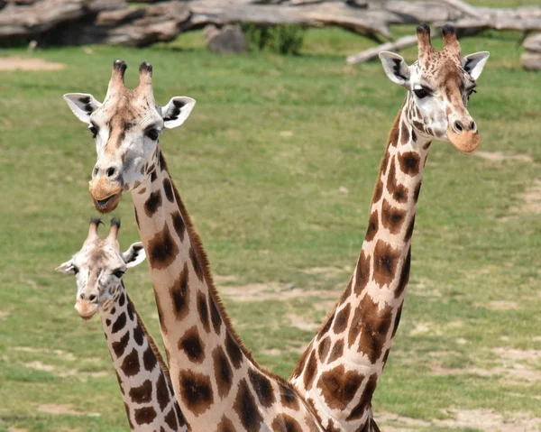 Jirafas. — Foto de Stock