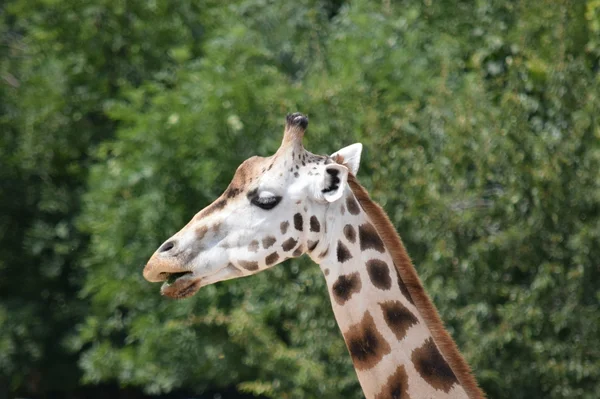Girafes. — Photo