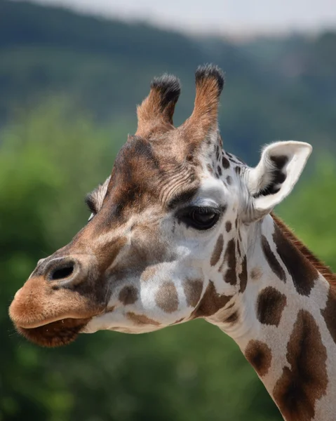 Жирафы . — стоковое фото