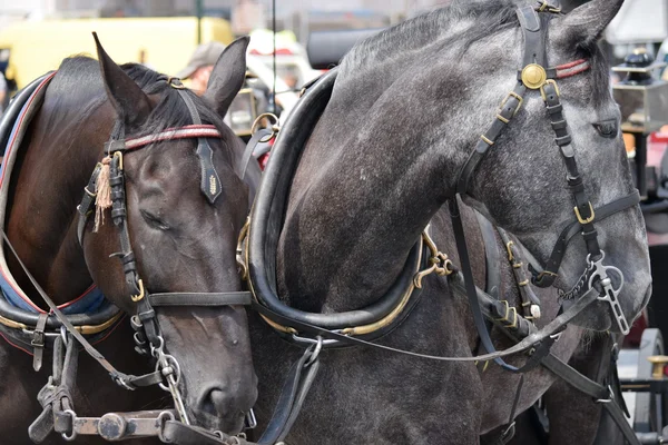 Caballos. — Foto de Stock