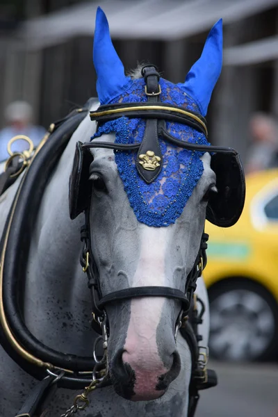 Caballos. — Foto de Stock