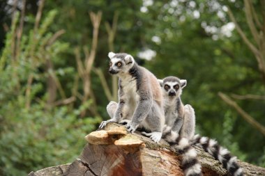 Lemur.