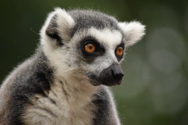 Lemur.