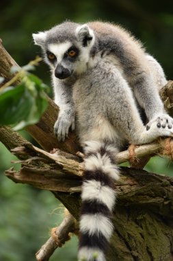 Lemur.