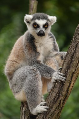 Lemur.
