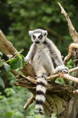 Lemur.