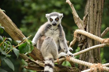Lemur.