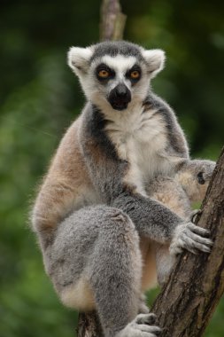 Lemur.