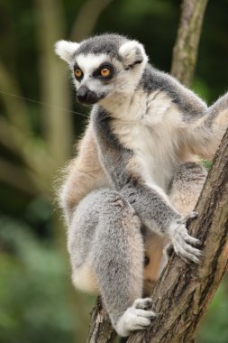 Lemur.