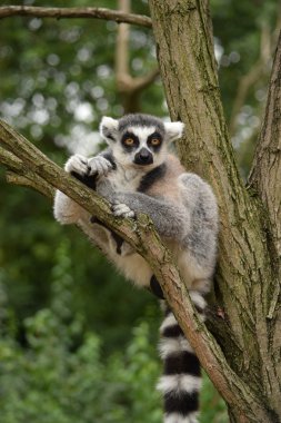 Lemur.