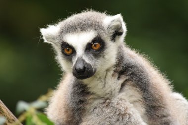 Lemur.