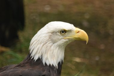 kartal.