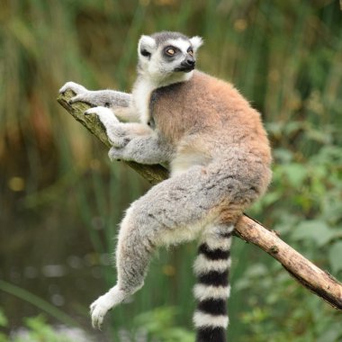 Lemur.