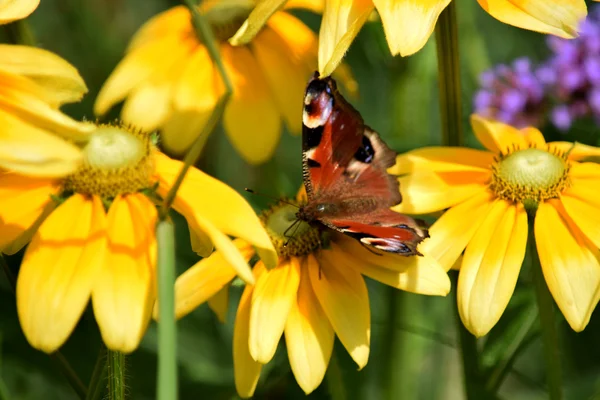 Schmetterling. — Stockfoto