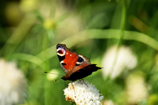 Fjäril. — Stockfoto