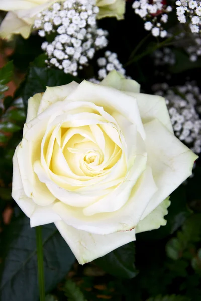 Roses. — Stock Photo, Image