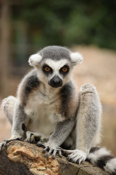 Lemur. — Stock Photo, Image