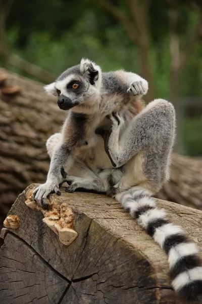 Lemur. — Stockfoto