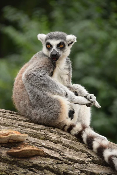 Lemur. — Stockfoto